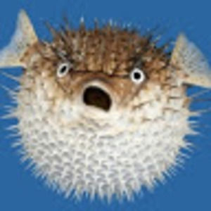 Meet your Posher, Sophia